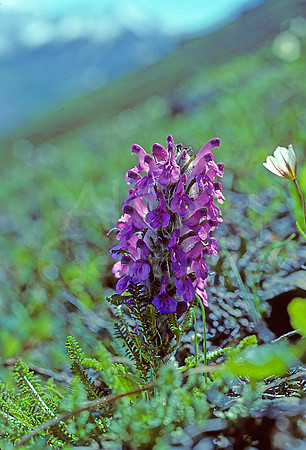 AK44-Wooly Lousewort (Pedicularis lanata)