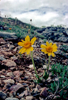 AK01-Frigid Arnica (Arnica frigida)