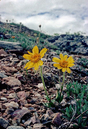 AK01-Frigid Arnica (Arnica frigida)