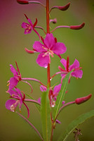 AK73-Fireweed (Epilobium angustifolium)