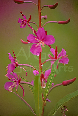 AK73-Fireweed (Epilobium angustifolium)