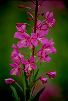 AK18-Fireweed (Epilobium angustifolium)