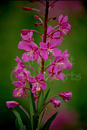 AK18-Fireweed (Epilobium angustifolium)