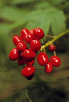 AK22-Canadian Dwarf Dogwood (Bunchberries) (Cornus canadensis)