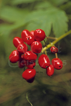 AK22-Canadian Dwarf Dogwood (Bunchberries) (Cornus canadensis)