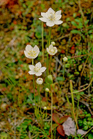 AK111-Grass of Parnassus (Parnassia palustris)