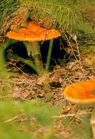 AK45-Death Cap (Amanita muscaria)