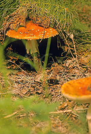 AK45-Death Cap (Amanita muscaria)