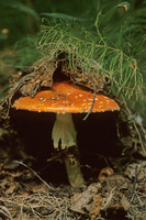 AK26-Determination (Amanita muscaria)