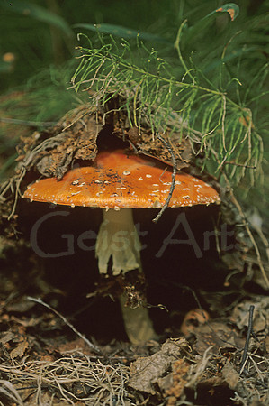 AK26-Determination (Amanita muscaria)