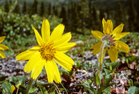 AK43-Frigid Arnica (Arnica frigida