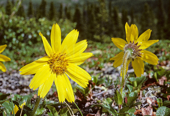 AK43-Frigid Arnica (Arnica frigida