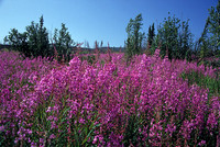 AK52-Fireweed Field(Epilobium angustifolium)