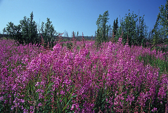 AK52-Fireweed Field(Epilobium angustifolium)