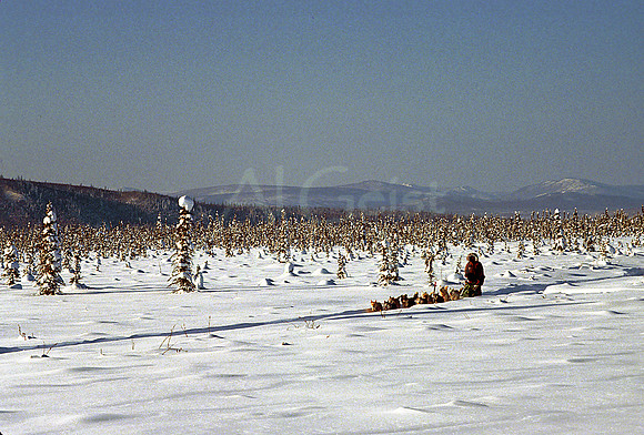 AK176-Yukon Quest Musher Near Circle