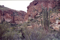 021901-03-0015 Saguaro Forest