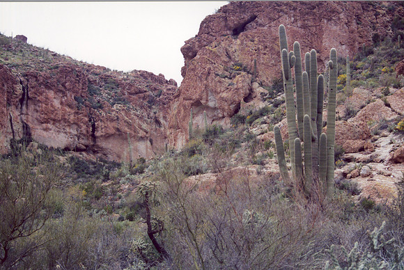 021901-03-0015 Saguaro Forest