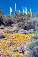 021901-02-0003-Saguaro and Poppies