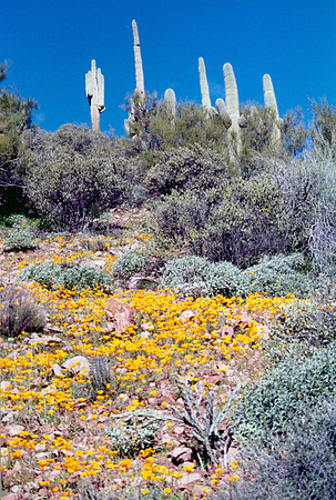 021901-02-0003-Saguaro and Poppies