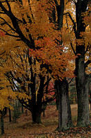 2013-10-31-0013 Fall Maples