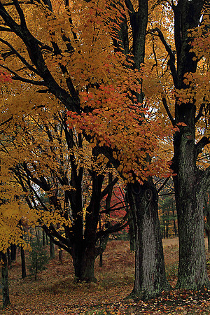 2013-10-31-0013 Fall Maples