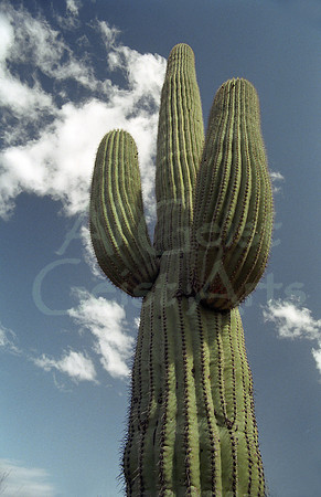 042501-01-0000 Reaching for the Sky