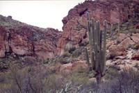 021901-03-0004 Saguaro Cactus (Carnegiea gigantea)