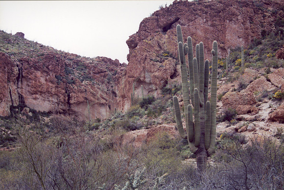 021901-03-0004 Saguaro Cactus (Carnegiea gigantea)