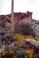 021901-03-0006 Brittlebush (Encelia farinosa) and Saguaro Cactus (Carnegiea gigantea)