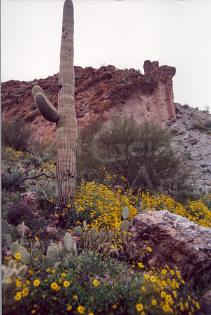 021901-03-0006 Brittlebush (Encelia farinosa) and Saguaro Cactus (Carnegiea gigantea)