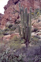 021901-03-0003 Saguaro Cactus (Carnegiea gigantea)