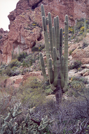021901-03-0003 Saguaro Cactus (Carnegiea gigantea)
