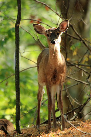 2013-10-11-0009-White Tail Deer
