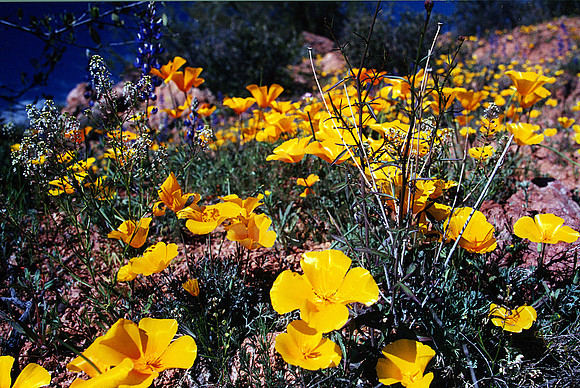 021901-01-0008 Mexican Poppy (Eschscholtzia californica)