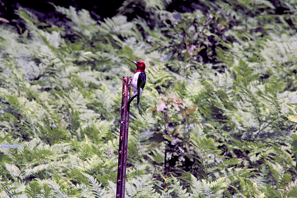 2013-06-22-0084 Red Headed Woodpecker (Melanerpes erythrocephalus)
