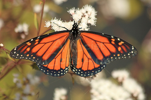 2011-10-11-0008 Monarch Butterfly