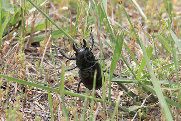 2013-06-09-0010 Stag beetle (Lucanus capreolus)