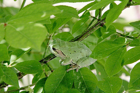 2013-06-17-0007 Gray Tree Frog (Hyla versicolor and H. chrysoscelis)