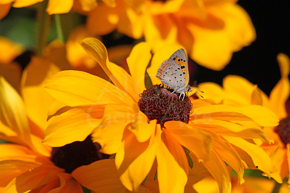 2010-07-04-0002 American Copper Butterfly