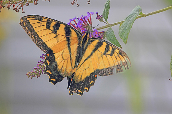 2018-08-14-0012 Male Canadian Tiger Swallowtail (Papilio canadensis)