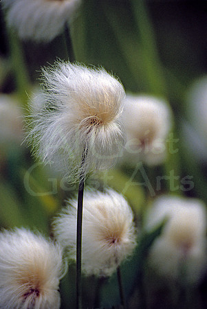 AK28-A Gathering of Old Men (Eriophorum chamissonsis)