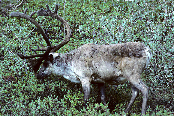 AK20-Caribou (Rangifer tarandus) Denali National Park