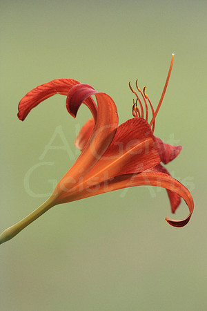 2013-08-24-0021 Day Lilly
