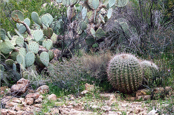 021901-03-0001 Cactus and Brush