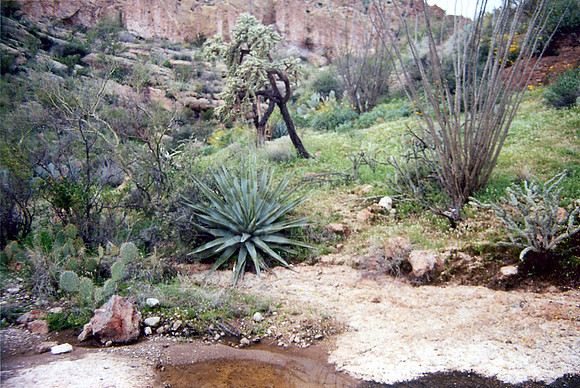 021901-03-0002 Cholla, Ocatilla, and Agave