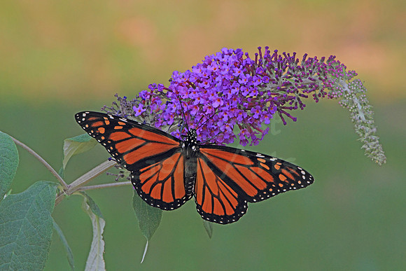 2018-08-13-0046 Monarch (Danaus plexippus) on Butterfly Bush.