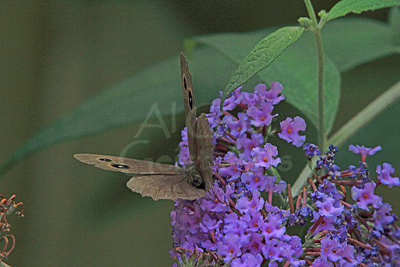 2018-08-26-0027 Common Wood Nymph (Cercyonis pegala)