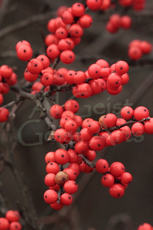 2013-11-09-0028 Winterberry (Hex verticillata)