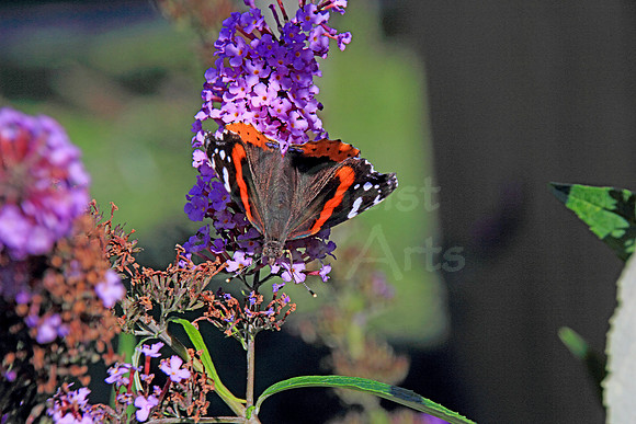 2018-09-06_0032 Red Admiral Butterfly (Vanessa atlanta)
