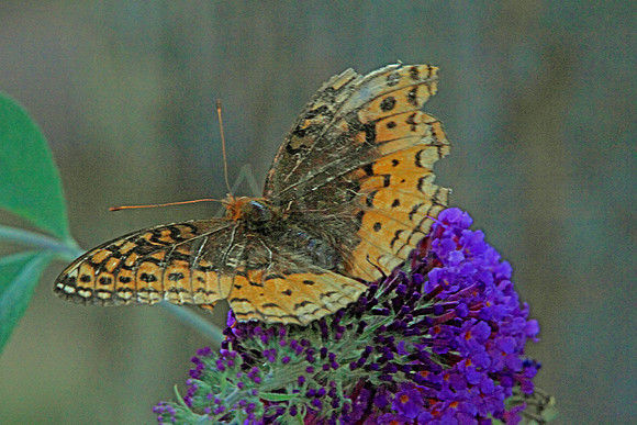 2018-08-14-0074 Aphrodite Fritillary (Speyeria aphrodite)